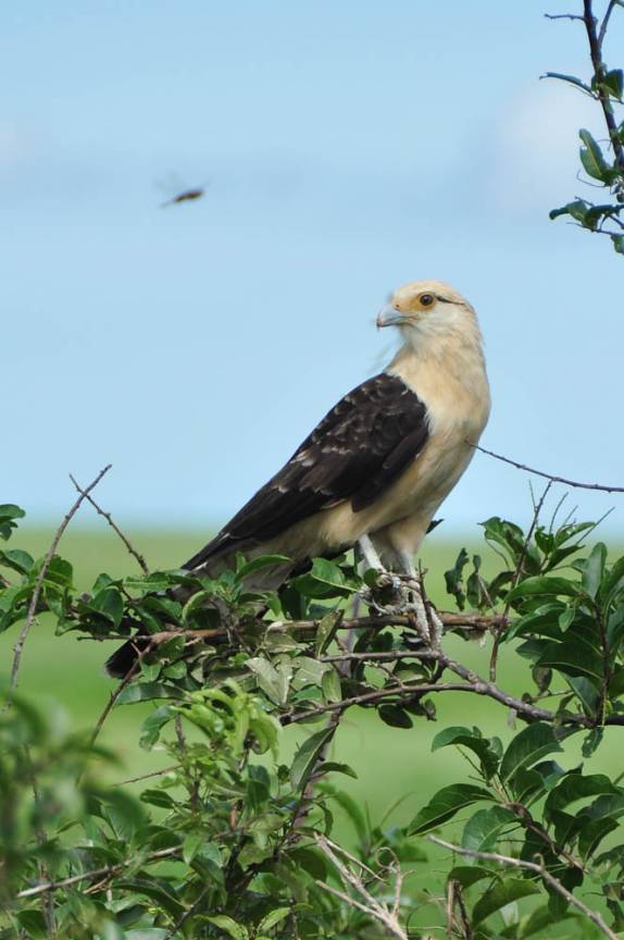 Um belo gavião no Hato El Cedral, na região dos llanos venezuelanos, perto da cidade de Mantecal